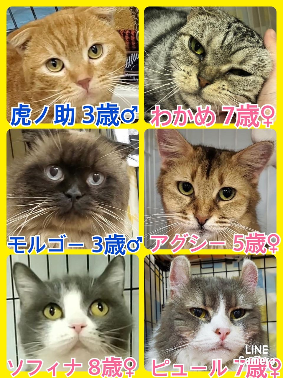 🐾今日の里親様募集中ニャンコ🐱メンバーです🐾2022,4,11【保護犬カフェ天神橋店】